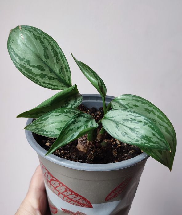 Аглаонемы ,растения комнатные