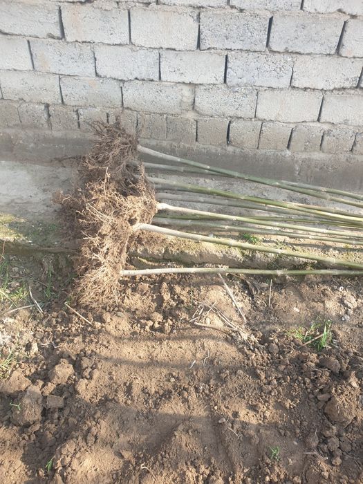 Pavloniya FTE  VA M1