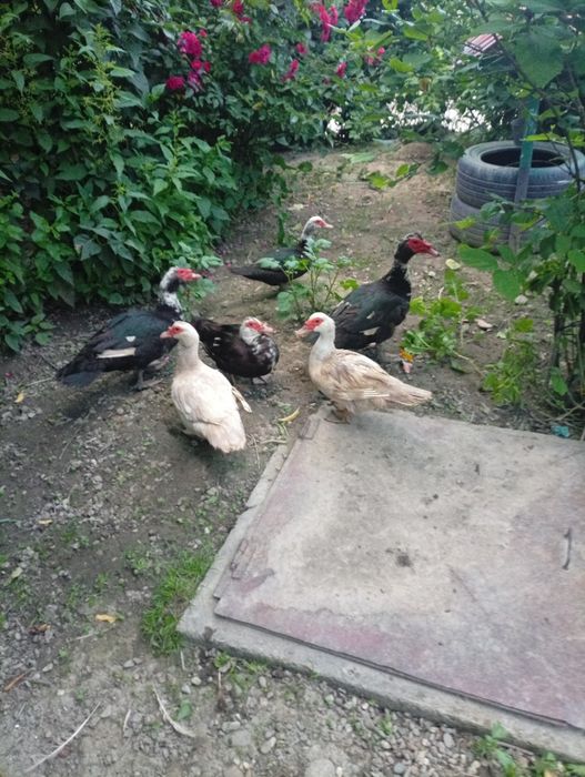 Vând rațe mute și rățoi doi și patru rațe vârstă un an