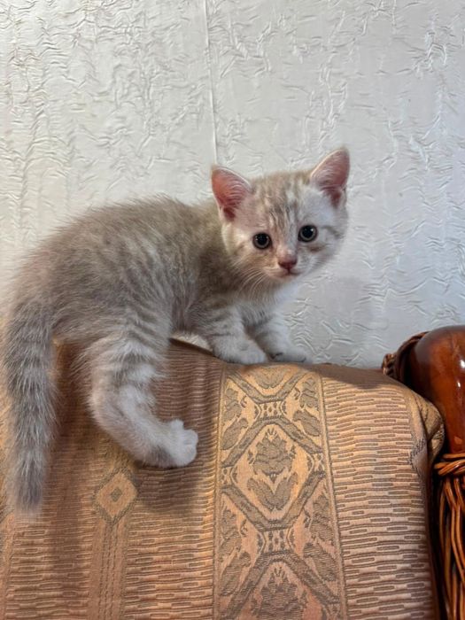 Британские котята прямоухие