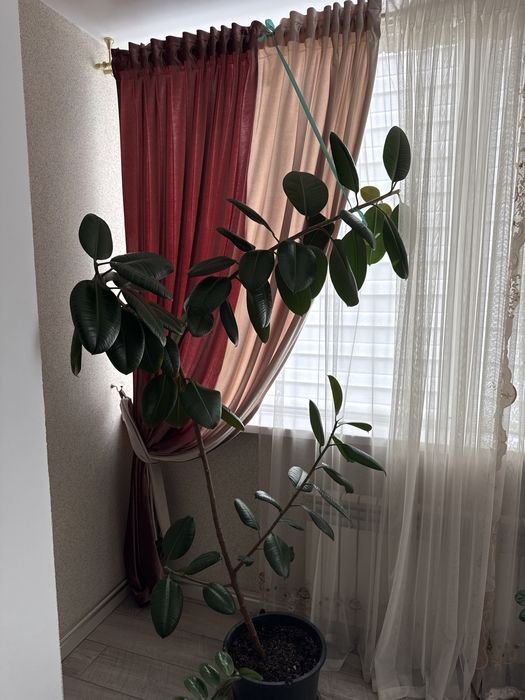 Срочно продам комнатные цветы