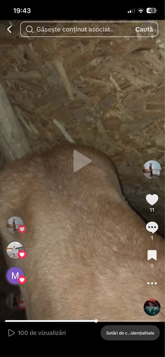 Vand manza din cai grei