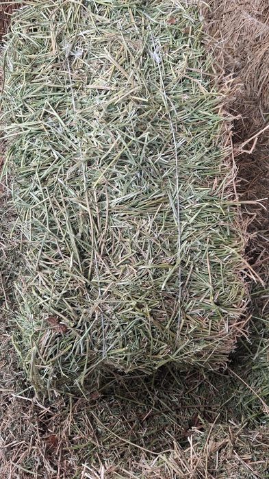 Продам тюки сена