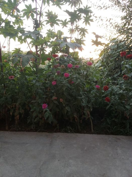 Uchastka hovli sotiladi