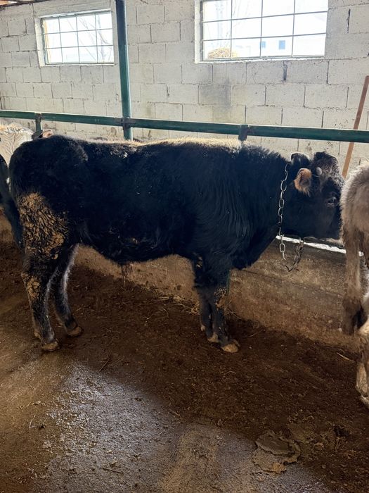 Бычки на продаже