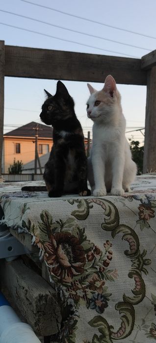 Кошечки в добрые руки