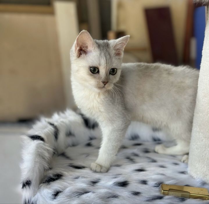 Кот  Хати продаю.