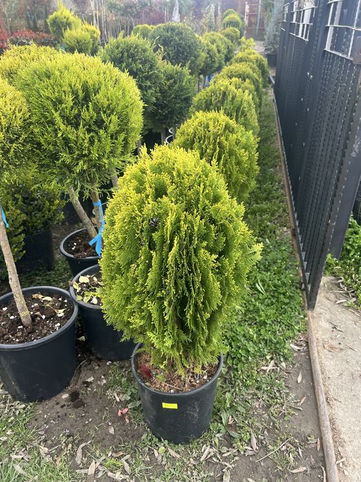 Plante ornamentale de orice specie si dimensiune