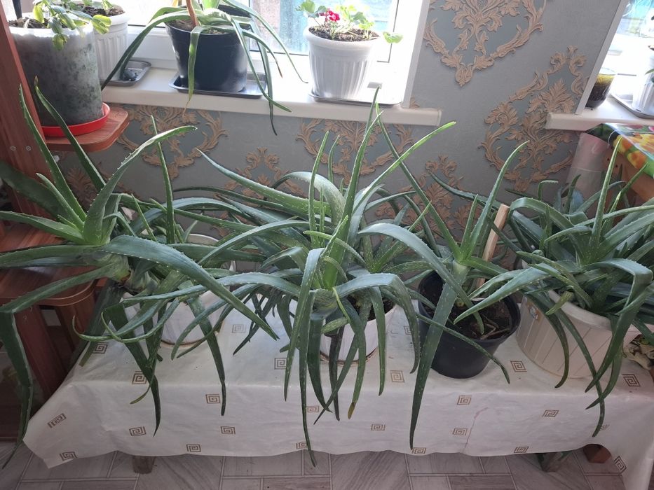 Лечебный  алое  вера