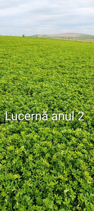 Baloți lucernă 2026