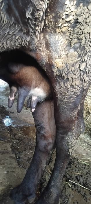 Сиыр карова  дәу сиыр