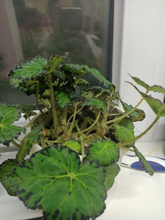 Комнатные растения