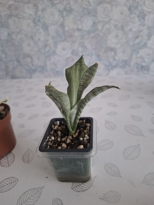 Продам сансевьерия