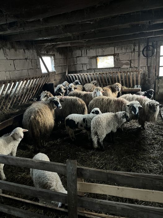 vand oi cu miei ……….