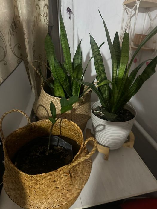 Продам красивые,интерьерные цветы