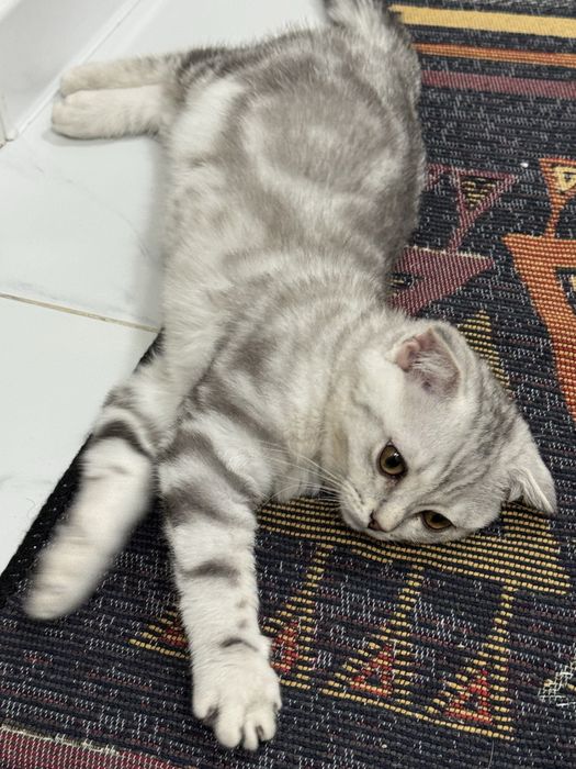 Шотландец вислоухий