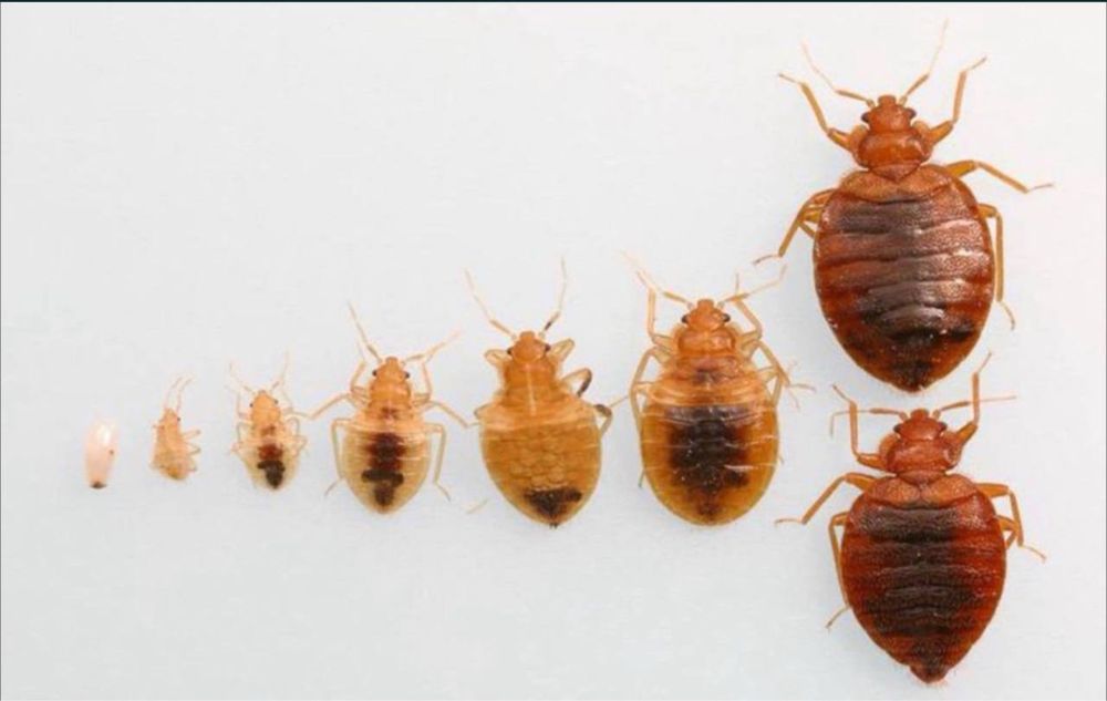 Скидка 10% Дезенфекция дизенфекция дезинфекция дизинфекция dizinfeksiy