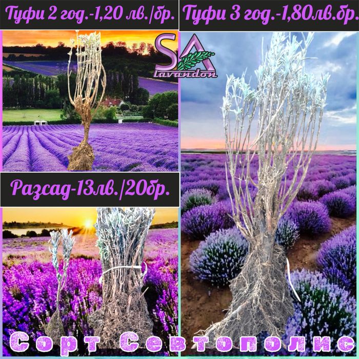 Българска Маслодайна Роза…