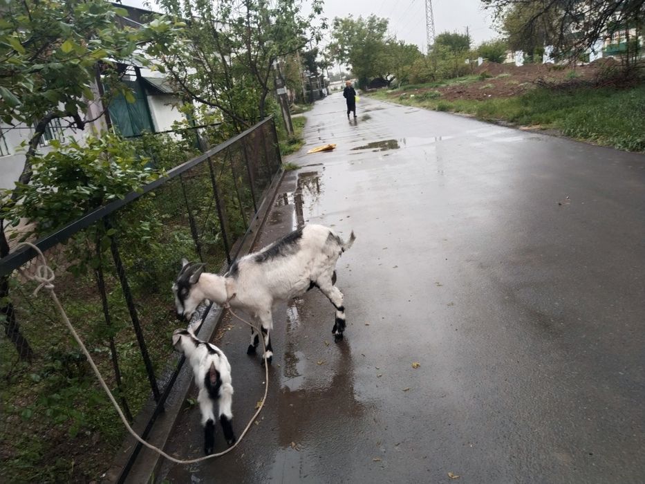 Assalamu aleykum echki sotiladi zanin alpen