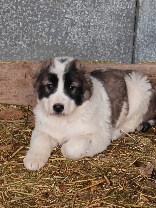 Алабай күшіктер 3-ұрғашы