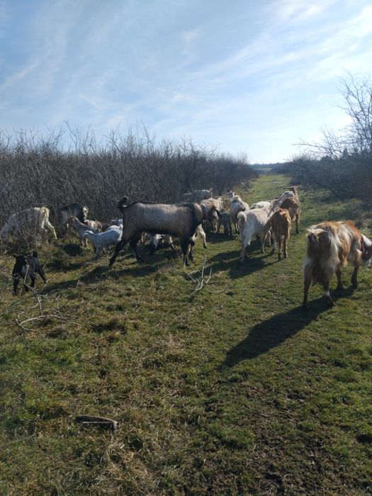 Vând capre bune de lapte