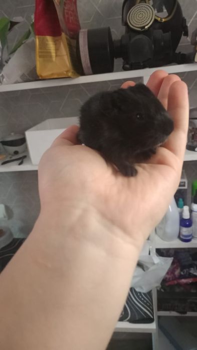 Морские свинки малыши