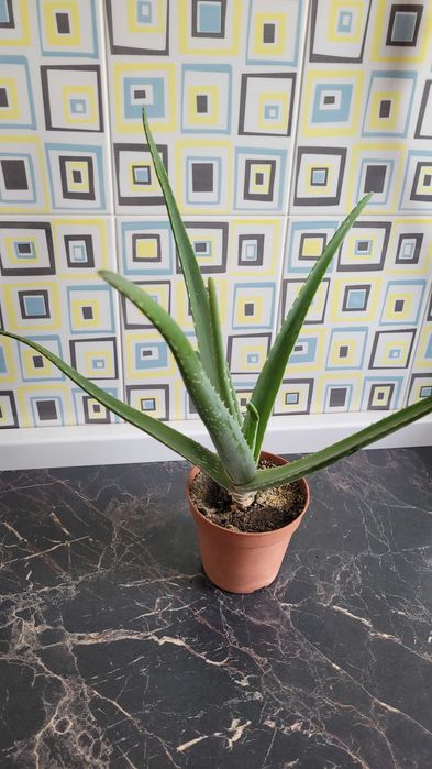 Продам рео,хлорофитум, алоэ