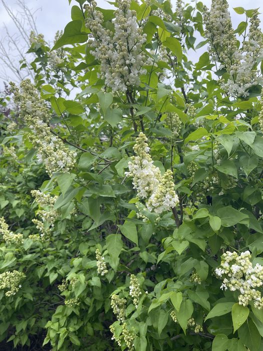 Продам срочна тез арада сатамын гулдер