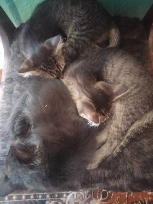 Отдам котят,В хорошие руки