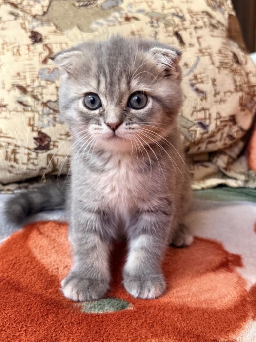 Веслоухая шотландская кошечка