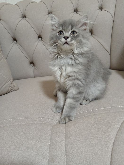 Скоттиш страйт девочка