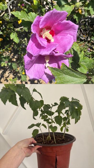 Сириский гибискус