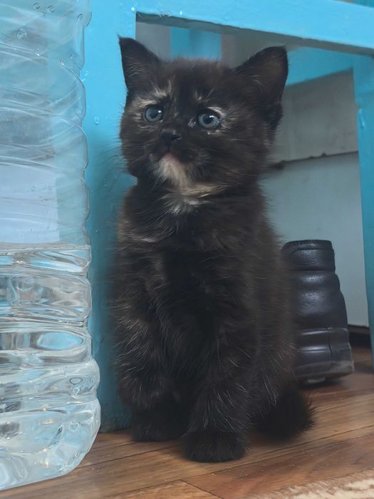 Отдам котёнка бесплатно