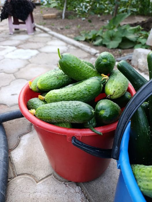 Продам домашние огурцы Балхаш