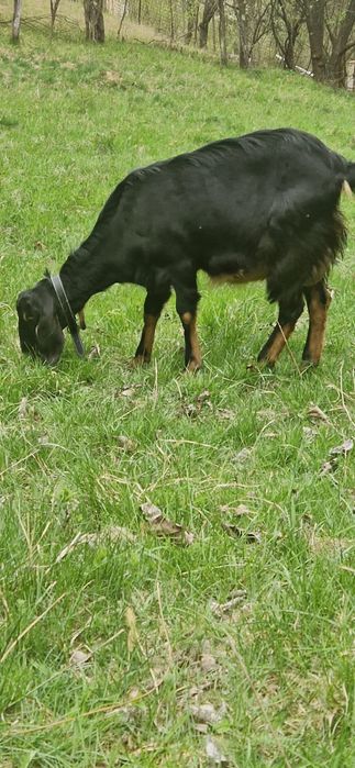 Anglonubiene capre