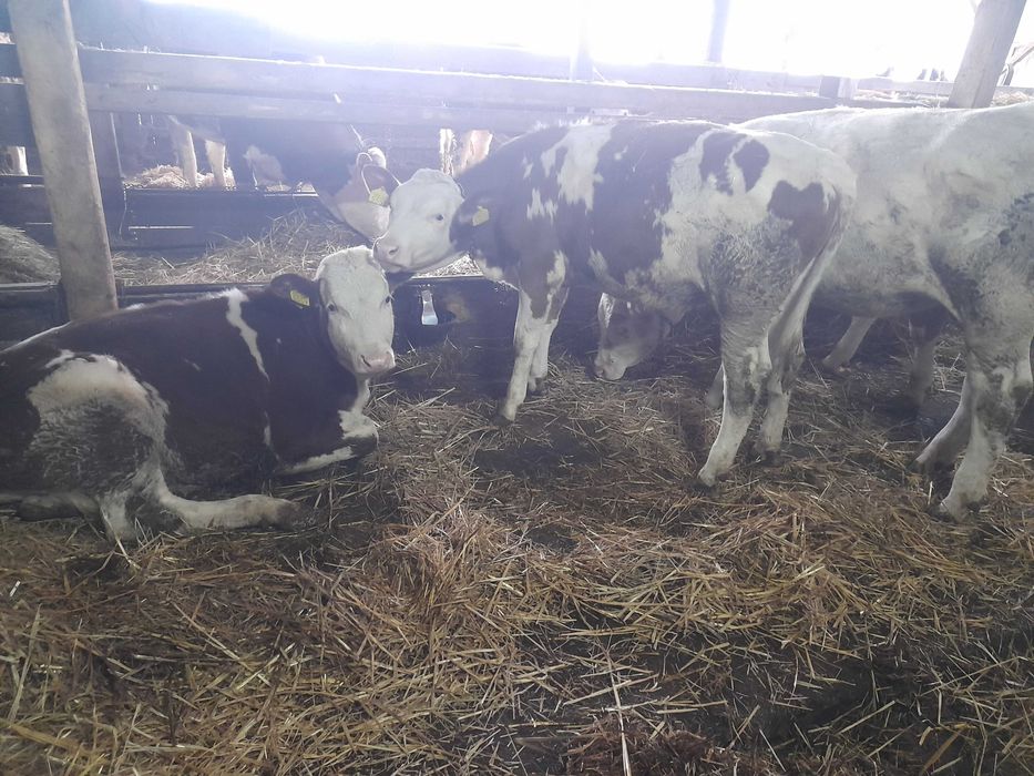 Vănd juninci baltate de tinut