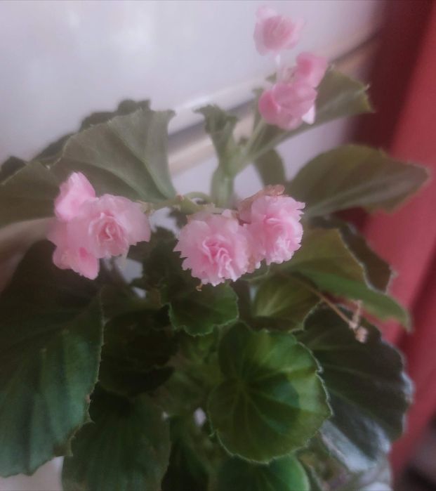 Комнатные цветы разные