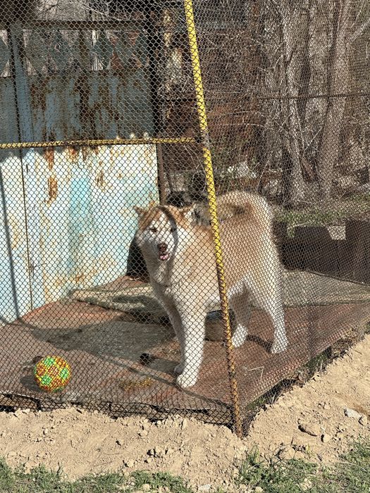 Хаский 8/9 айлык