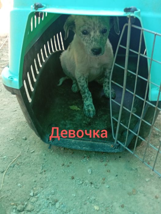 Щенки в хорошие руки