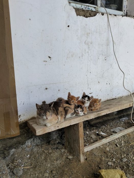 Отдам кошек 3 месяца в добрые руки 2 девочки