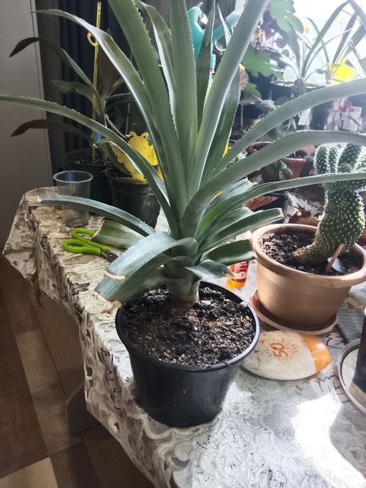 Продам домашниицветы