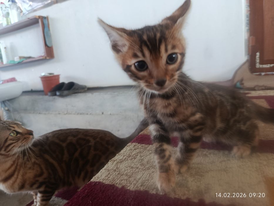 Срочна бингали продаётся