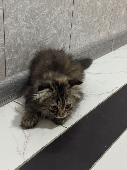 Продаётся котёнок