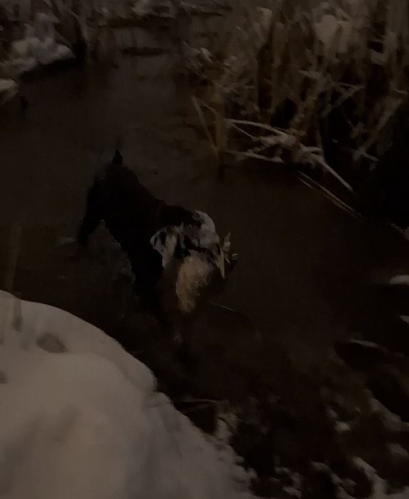 Продам Дратхаар суку рабочая