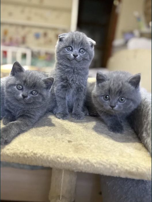 Sotiladi shirin qogirchoqdak mushukchalar