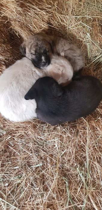 Отдам щенков бесплатно