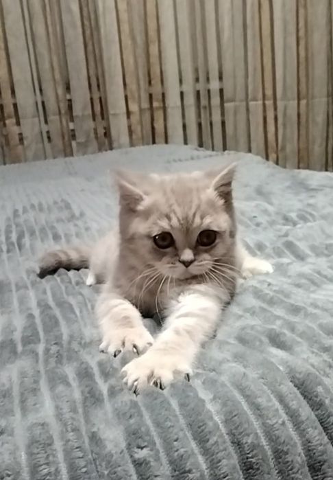 Девочка Скоттиш Страйт. Шоу класс!