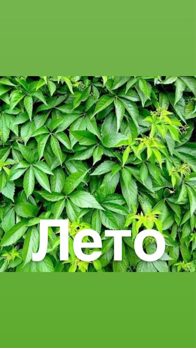 Девичий виноград саженцы