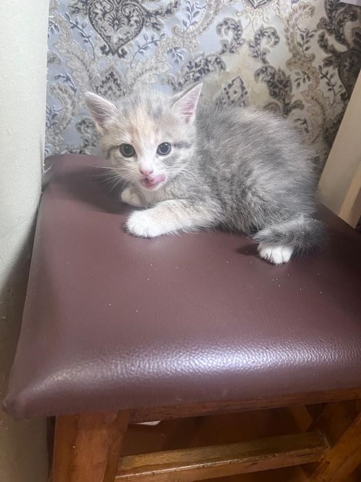 Котята в хорошие руки