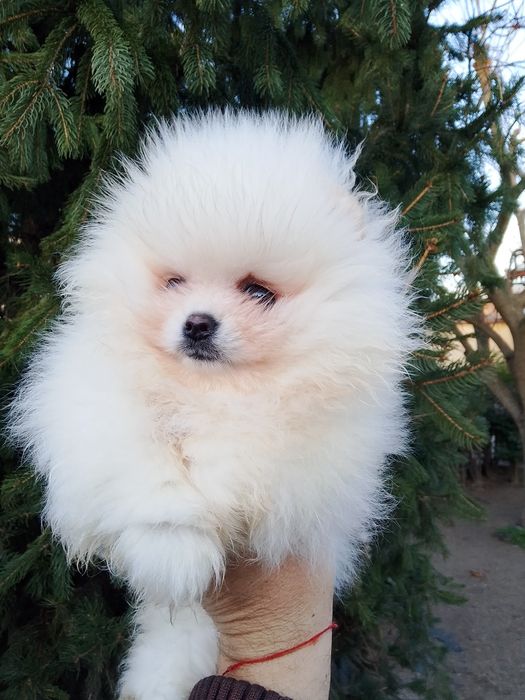 Померан померани